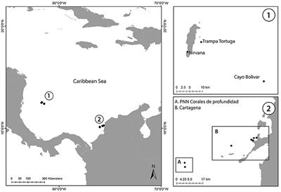 Holobiont Diversity in a Reef-Building Coral over Its Entire Depth Range in the Mesophotic Zone